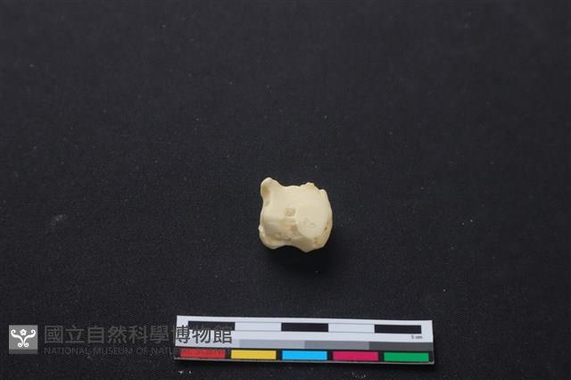 梅花鹿骨藏品圖，第1張