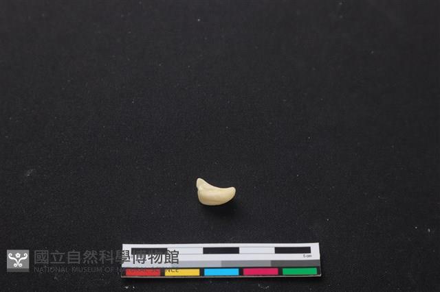 梅花鹿骨藏品圖，第1張