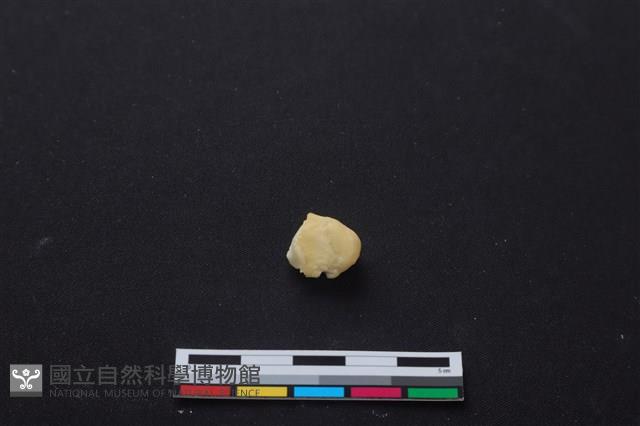 梅花鹿骨藏品圖，第1張