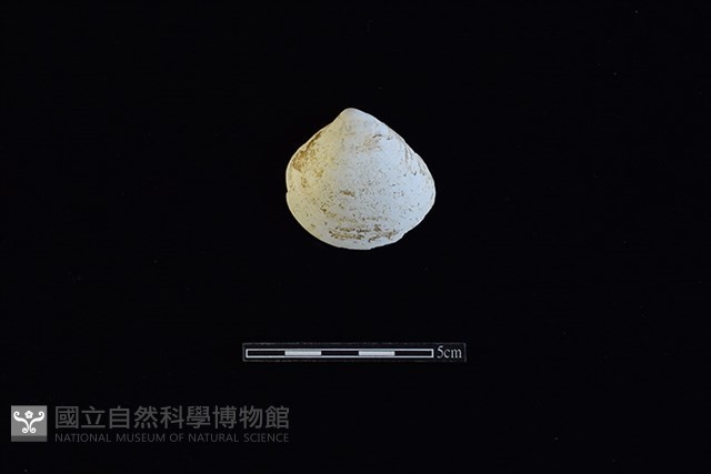 臺灣文蛤藏品圖，第1張