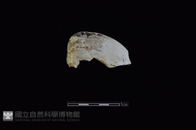 臺灣文蛤藏品圖，第1張