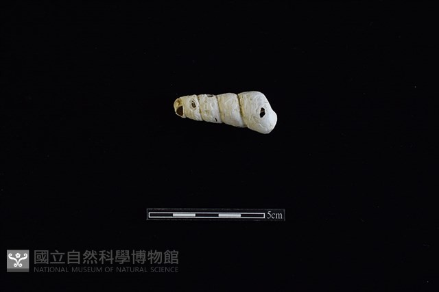 錐螺藏品圖，第1張
