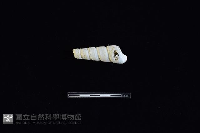 錐螺藏品圖，第1張