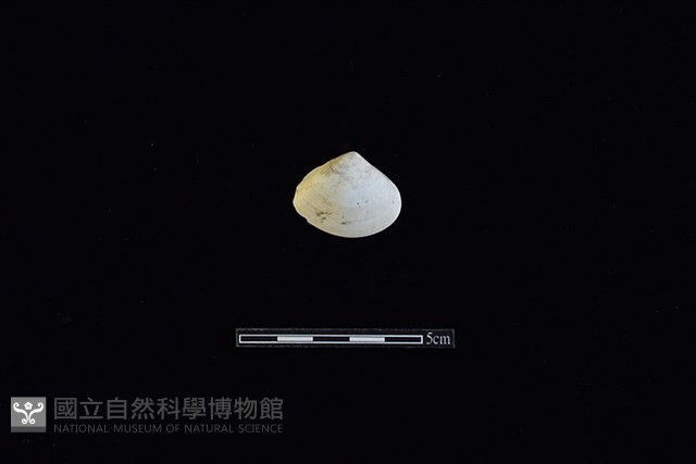 花蛤藏品圖，第1張
