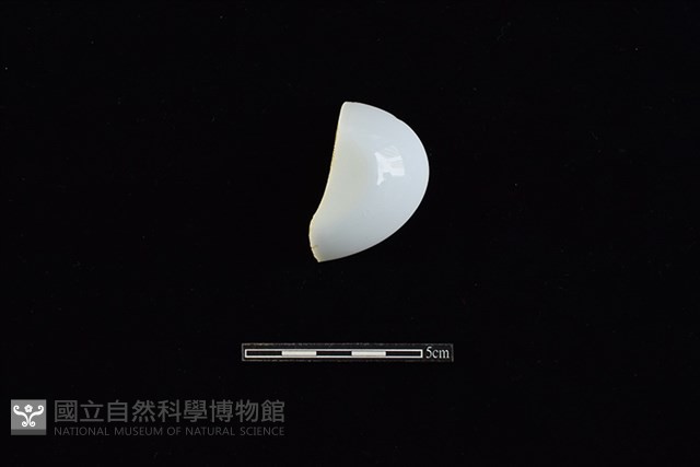 湯匙藏品圖，第1張