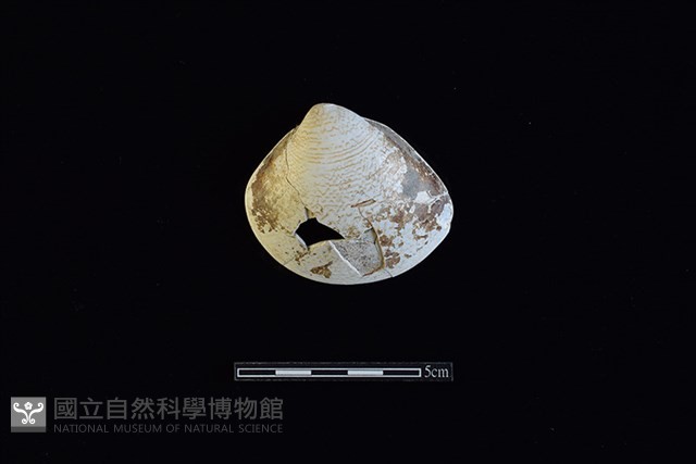 臺灣文蛤藏品圖，第1張