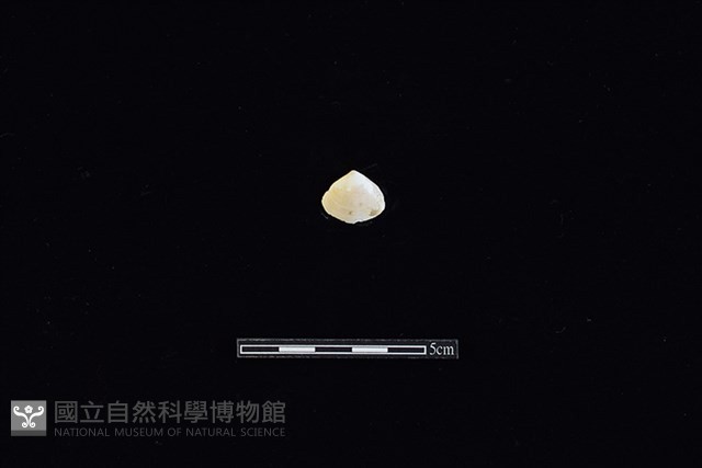 斧蛤藏品圖，第1張