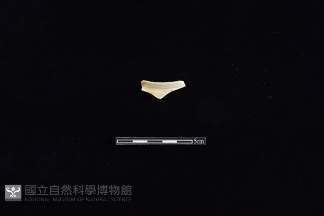 茶壺藏品圖，第1張