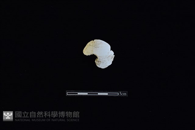 花蛤藏品圖，第1張