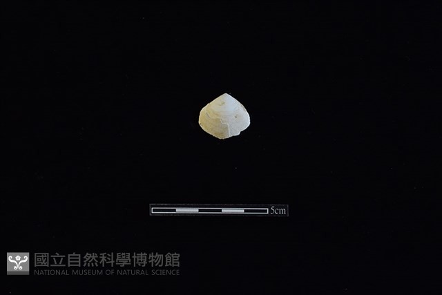 花蛤藏品圖，第1張