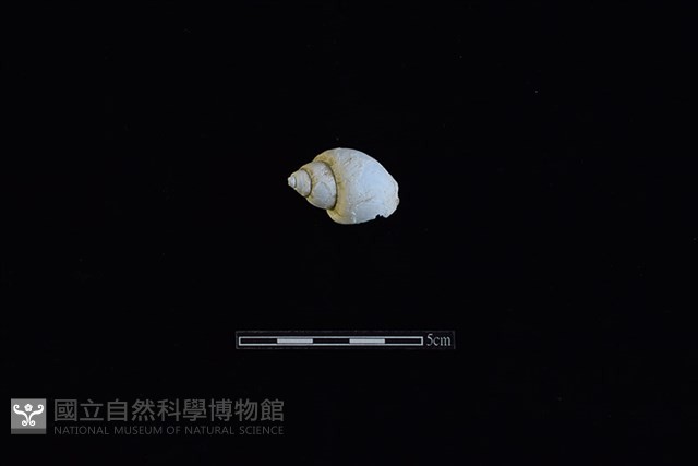 鳳螺藏品圖，第1張