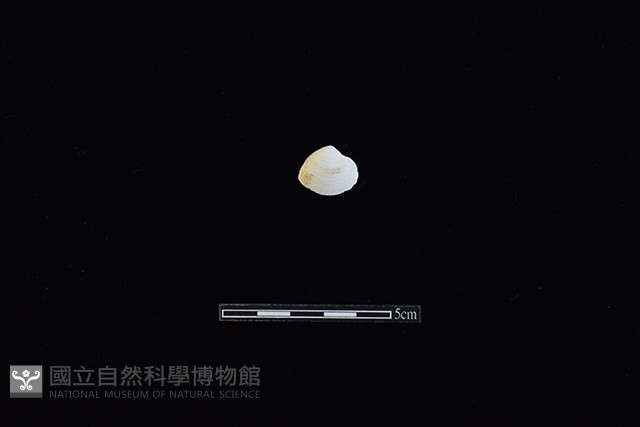 斧蛤藏品圖，第1張