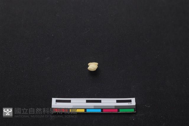 梅花鹿骨藏品圖，第1張
