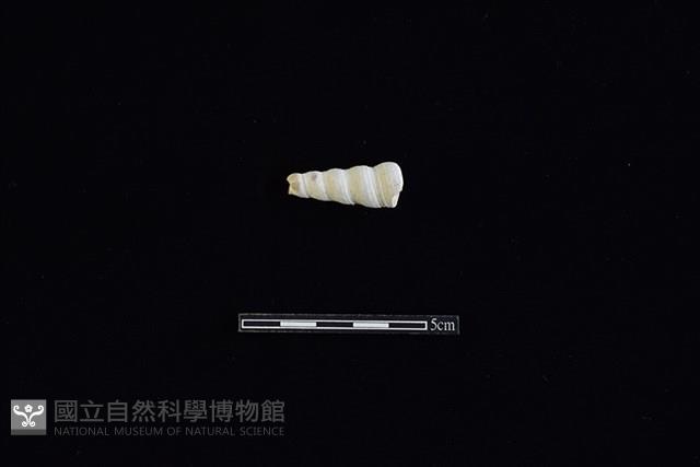 錐螺藏品圖，第1張