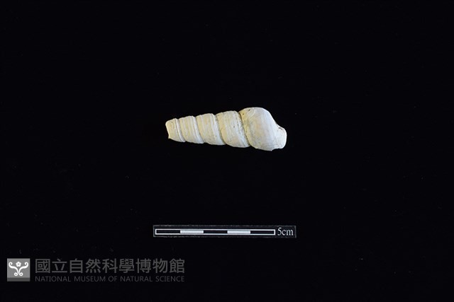 錐螺藏品圖，第1張