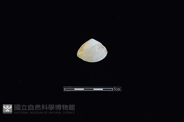 花蛤藏品圖，第1張