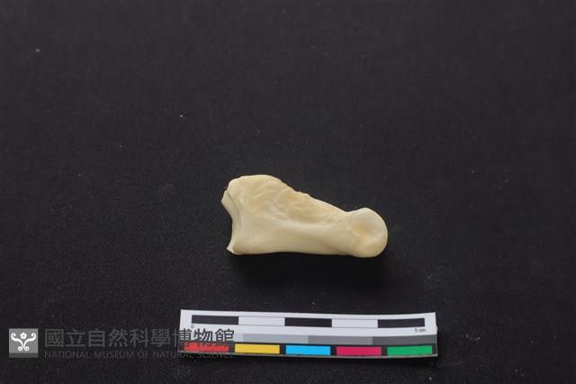 梅花鹿骨藏品圖，第1張