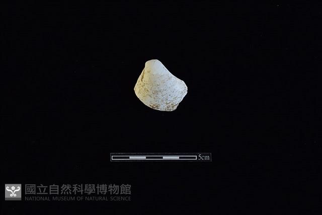 臺灣文蛤藏品圖，第1張