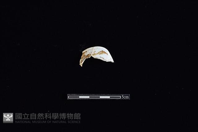 臺灣文蛤藏品圖，第1張