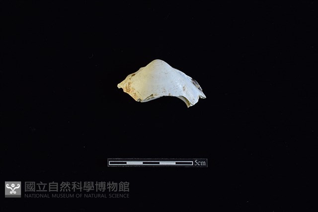臺灣文蛤藏品圖，第1張