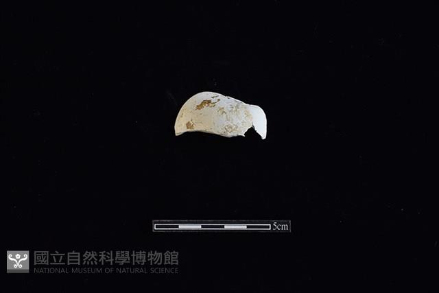 臺灣文蛤藏品圖，第1張