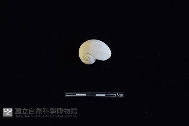 玉螺藏品圖，第1張