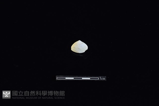 斧蛤藏品圖，第1張