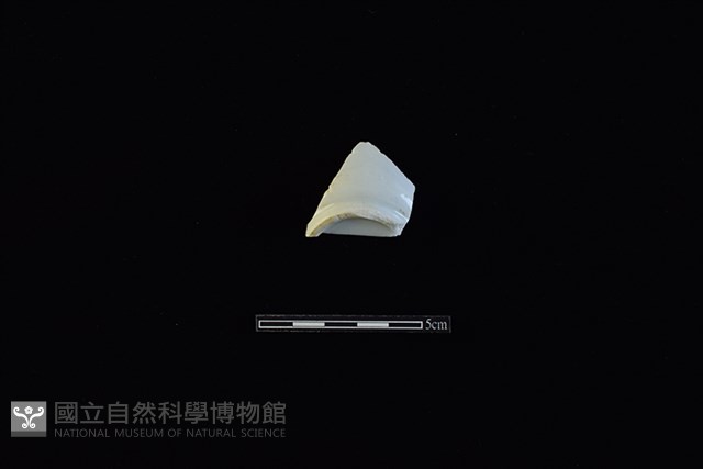 杯藏品圖，第1張