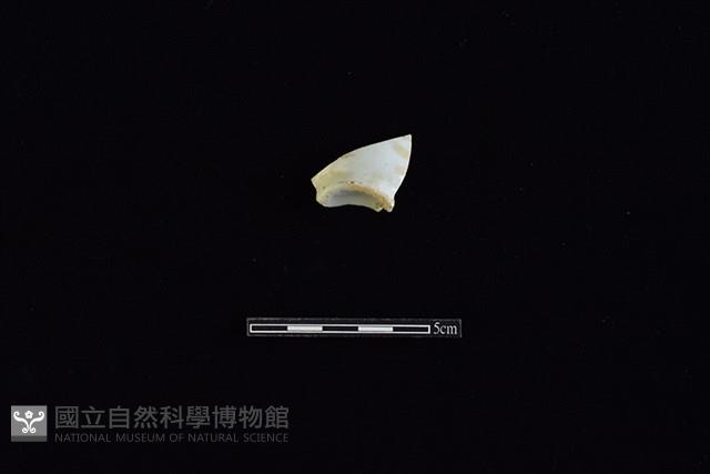 杯藏品圖，第1張