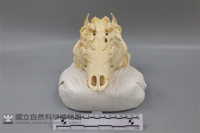 梅花鹿骨藏品圖，第5張