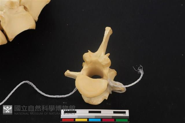 梅花鹿骨藏品圖，第4張