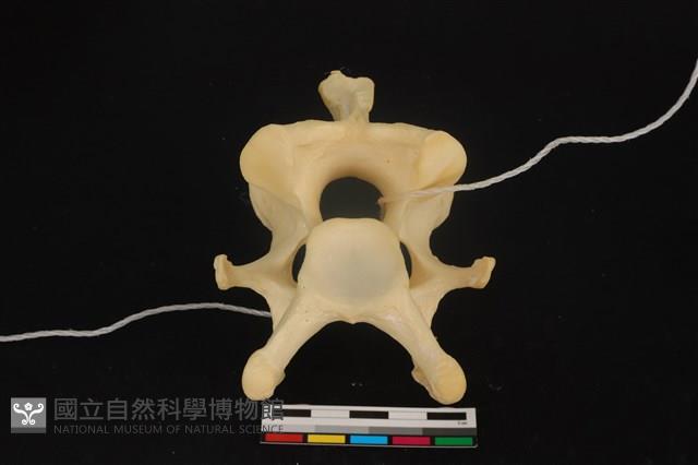 梅花鹿骨藏品圖，第4張