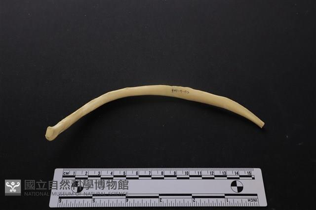 梅花鹿骨藏品圖，第3張