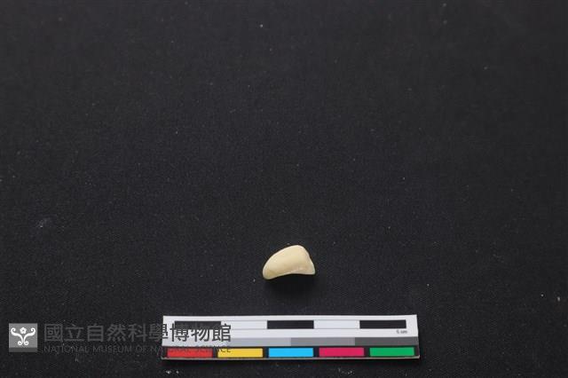 梅花鹿骨藏品圖，第3張