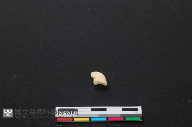 梅花鹿骨藏品圖，第3張