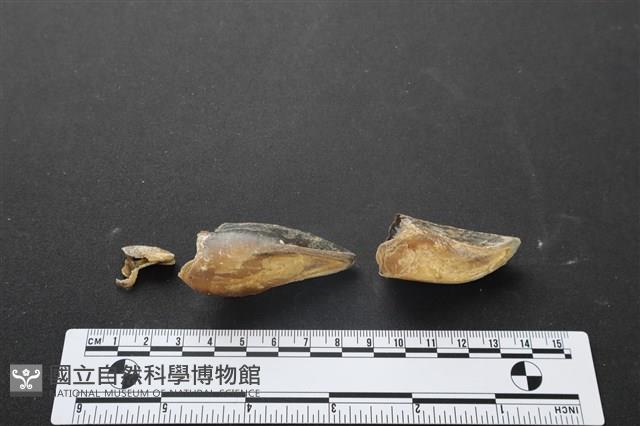 梅花鹿骨藏品圖，第3張