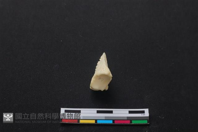 梅花鹿骨藏品圖，第3張
