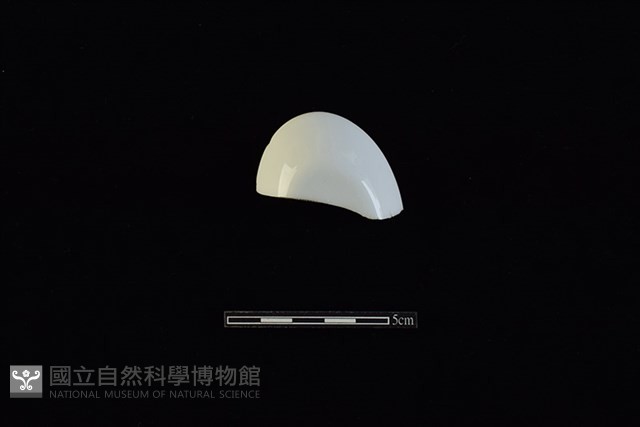 湯匙藏品圖，第3張