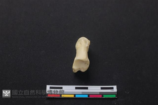 梅花鹿骨藏品圖，第3張
