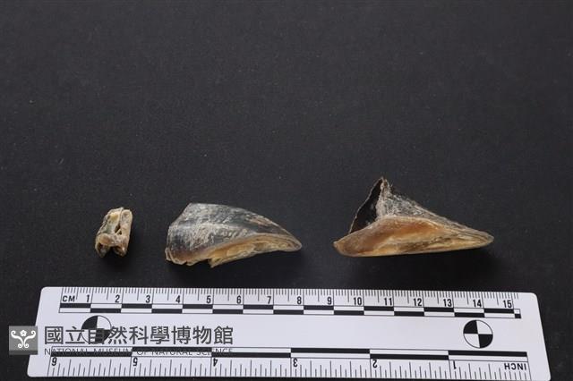 梅花鹿骨藏品圖，第3張