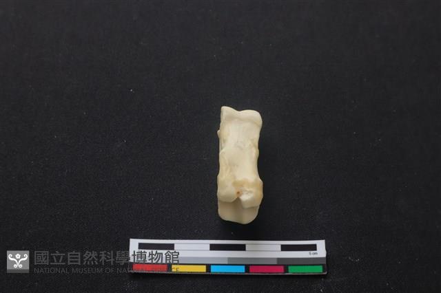 梅花鹿骨藏品圖，第3張