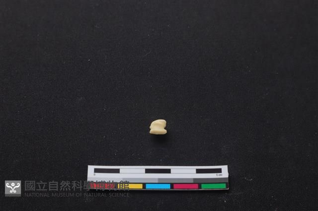 梅花鹿骨藏品圖，第3張