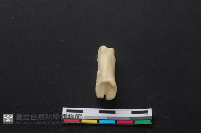 梅花鹿骨藏品圖，第3張