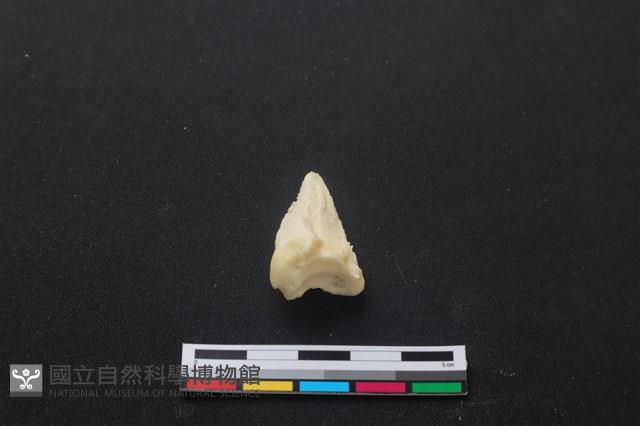 梅花鹿骨藏品圖，第3張