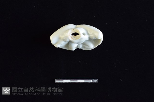 瓷玩具藏品圖，第3張