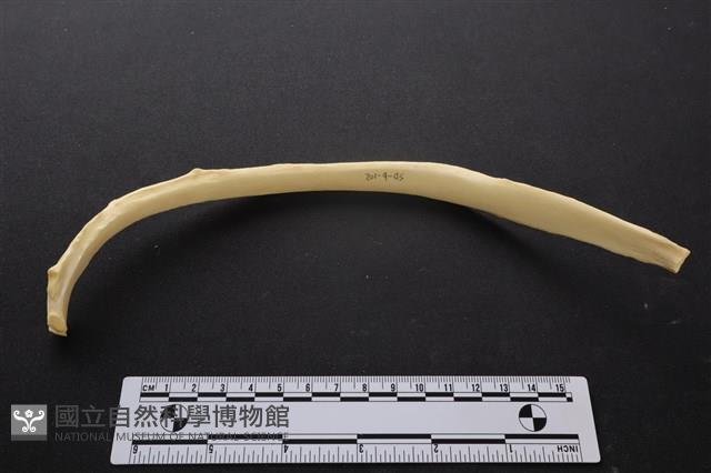 梅花鹿骨藏品圖，第3張