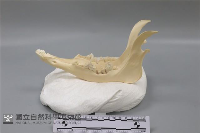 梅花鹿藏品圖，第3張