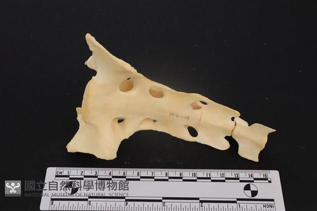 梅花鹿骨藏品圖，第3張