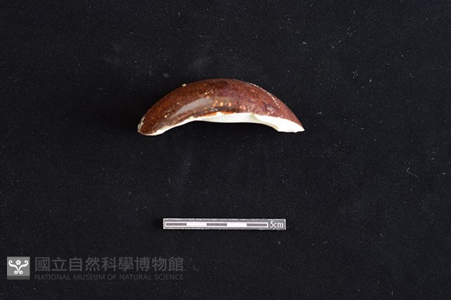 瓷片藏品圖，第3張