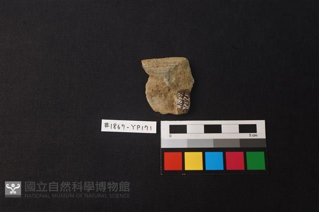 陶片藏品圖，第2張